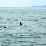 Requin Pélerin devant les îles des Shiant © Hervé Bré