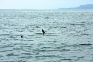 Requin Pélerin devant les îles des Shiant © Hervé Bré