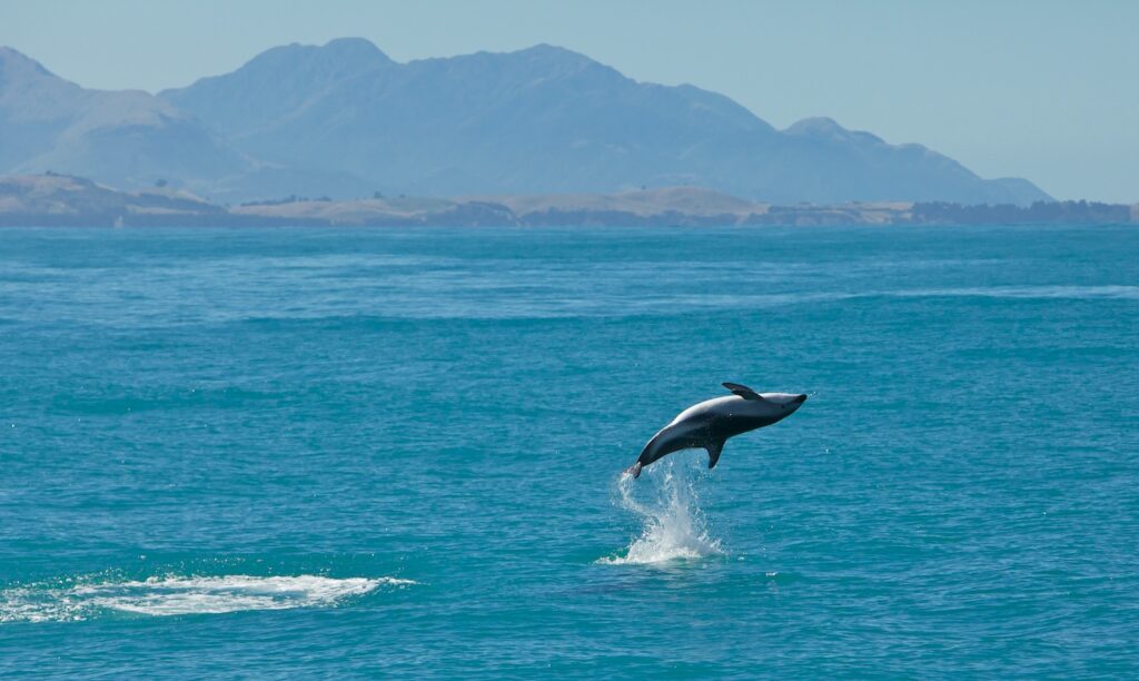 Dusky Dolphin in Kaikoura 
