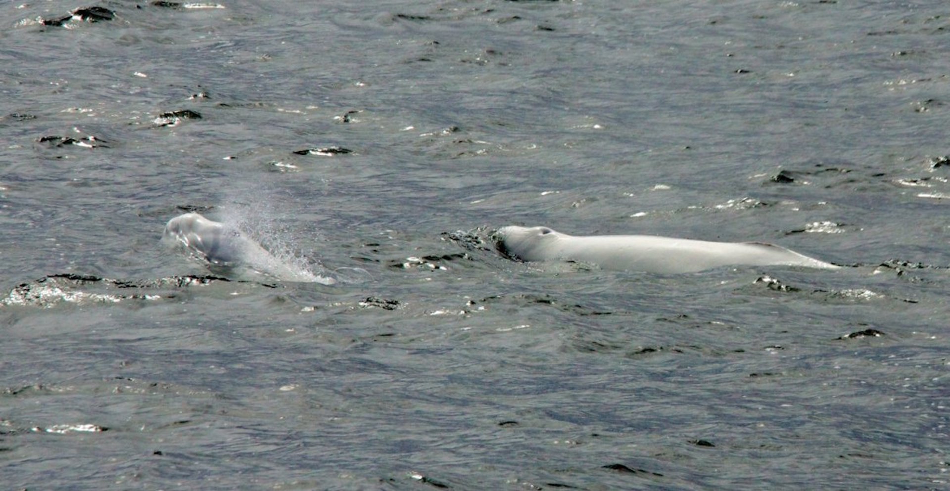 Canada: Beluga whales recognized as endangered species • EnezGreen