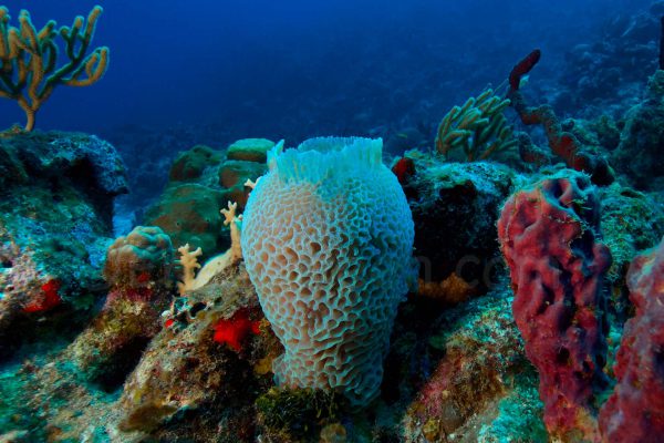 Diving in St Barth with Birdy Dive Center Gustavia • EnezGreen